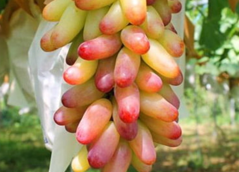 انگور مکیاج